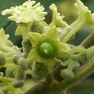 IMAG2663_1