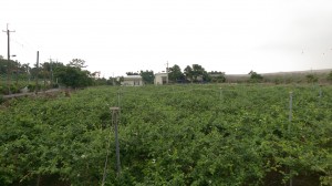 IMAG2680_cr