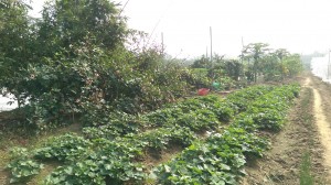 IMAG3394_cr