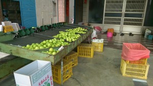 IMAG5092_cr
